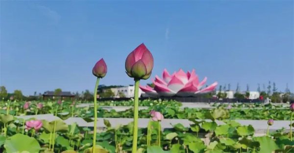 融易富 官宣！第四届周口荷花节将于7月9日隆重开幕